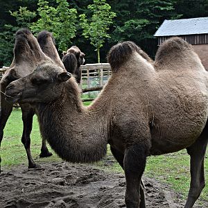 Bactrian camel
