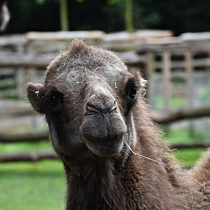 Bactrian camel