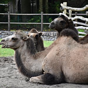 Bactrian camel