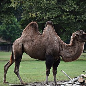 Bactrian camel