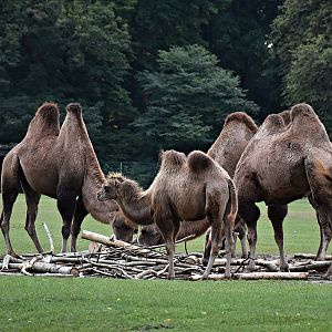 Bactrian camel