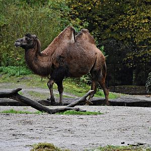 Bactrian camel