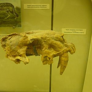 Homotherium crenatidens skull (cast)