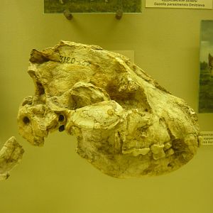 Pliocrocuta perrieri skull