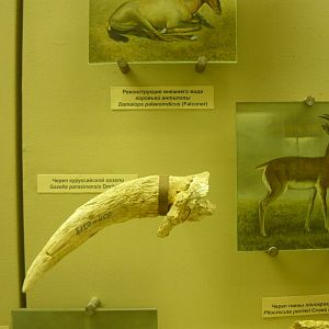 Gazella parasinensis skull fragment