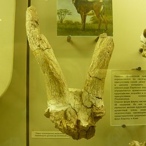 Gazellospira gromovae skull fragment