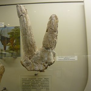 Protoryx paralaticeps skull fragment