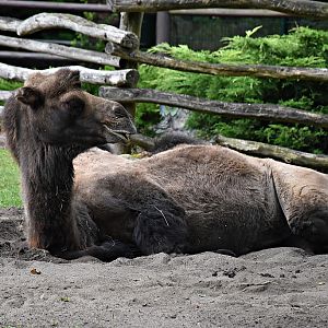 Bactrian camel