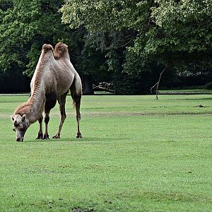 Bactrian camel