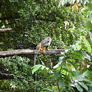 Squirrel monkey