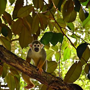 Squirrel monkey