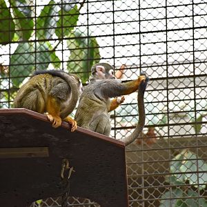 Squirrel monkey