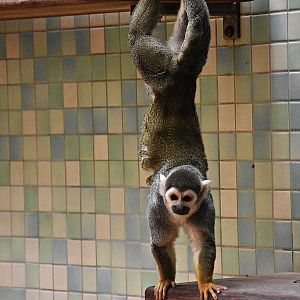 Squirrel monkey