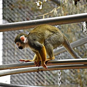 Squirrel monkey