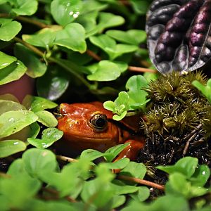 Madagascar tomato frog