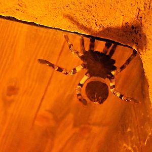 Indian ornamental tree spider
