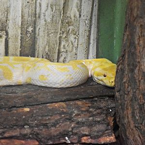 Indian python