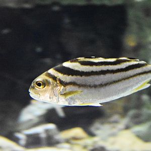 freshwater tripletails