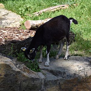Thuringian goat