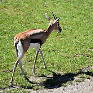 Thomson's gazelle