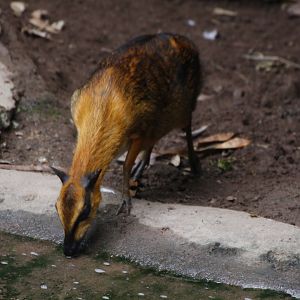 Greater mouse deer