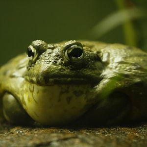 African bullfrog