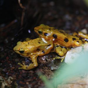 Panamanian golden frog