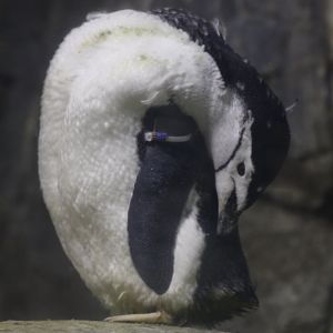 Chinstrap Penguin