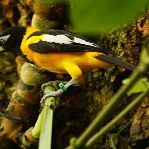 Venezuelan troupial