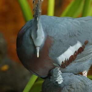 Victoria crowned pigeon