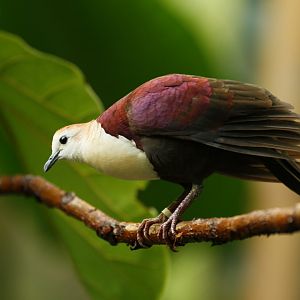White-throated ground dove