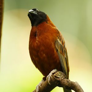 Chestnut weaver