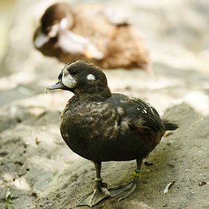 Harlequin ducks