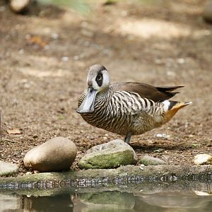 Pink-eared duck