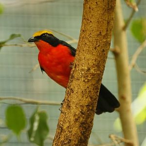 Yellow-crowned gonolek