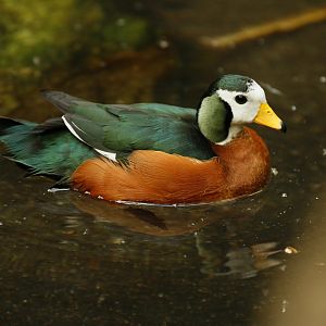 African pygmy goose