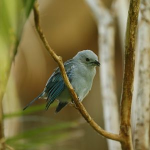Blue-grey tanager
