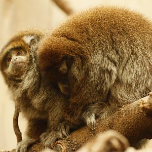 Bolivian grey titi monkey