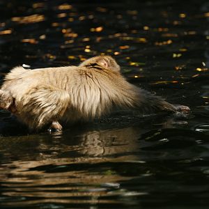 Japanese Macaque