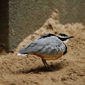 Egyptian plover