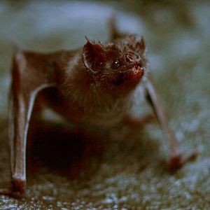 Common vampire bat