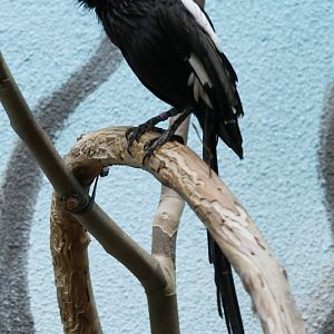 Magpie shrike