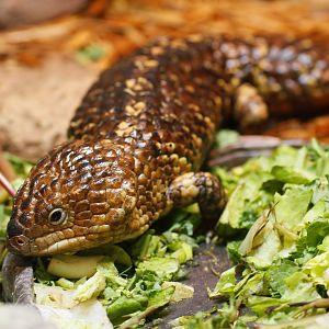 Shingleback skink
