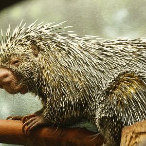 Prehensile-tailed porcupine