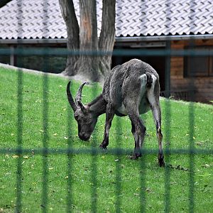 Alpine ibex