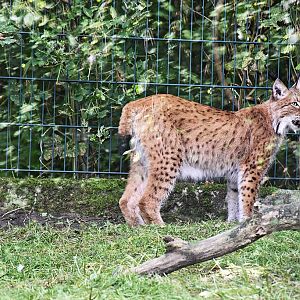 Altai lynx