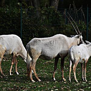 Arabian oryx