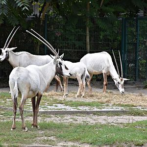 Arabian oryx