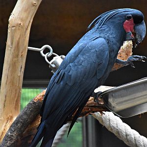 Palm cockatoo