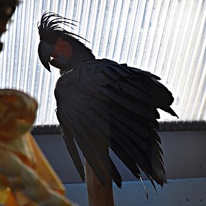 Palm cockatoo